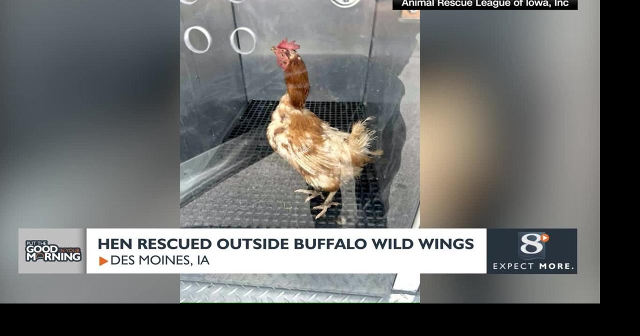 'Confused' chicken rescued outside of a Buffalo Wild Wings | News ...