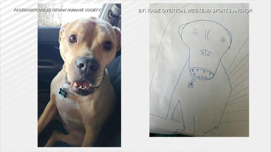 poorly drawn pets crhs donation drive