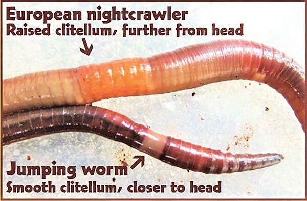 Wisconsin Worms Minnesota, Wisconsin conservation officials try to get jump on worms ...