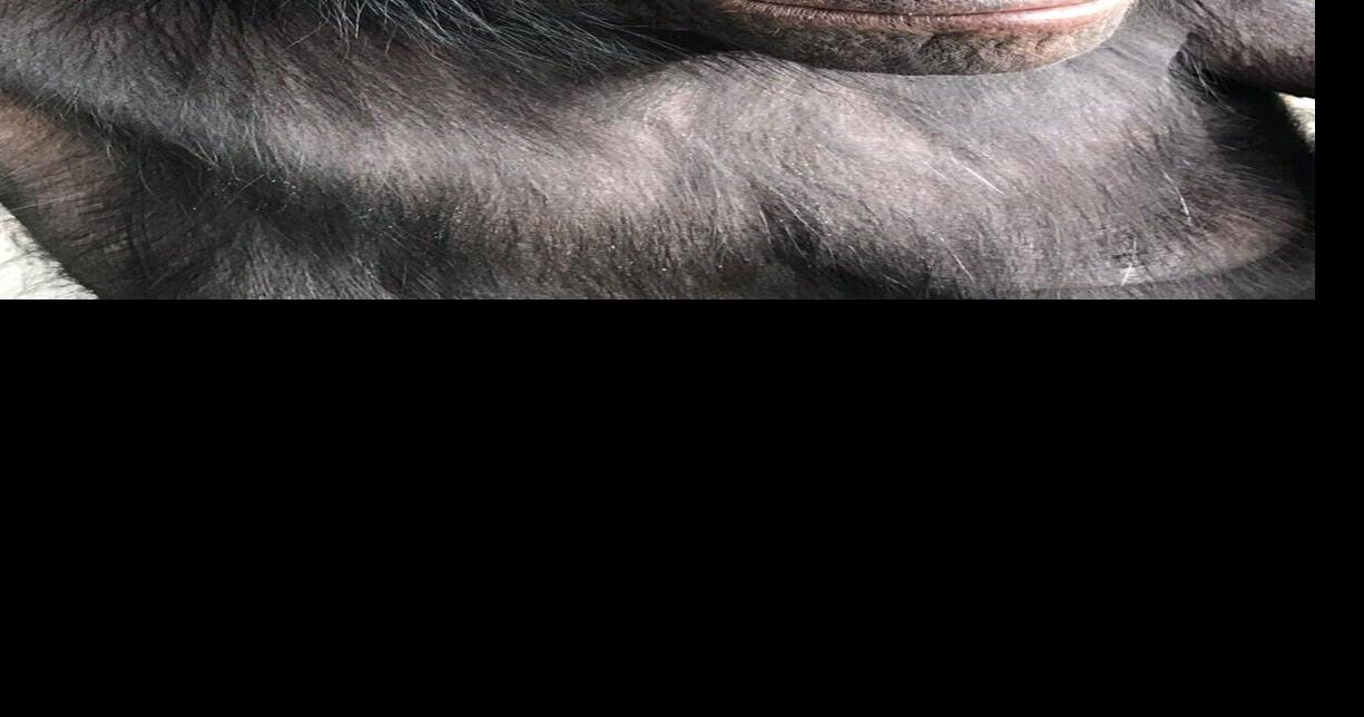 Can apes play pretend? Scientists use imaginary juice to find out