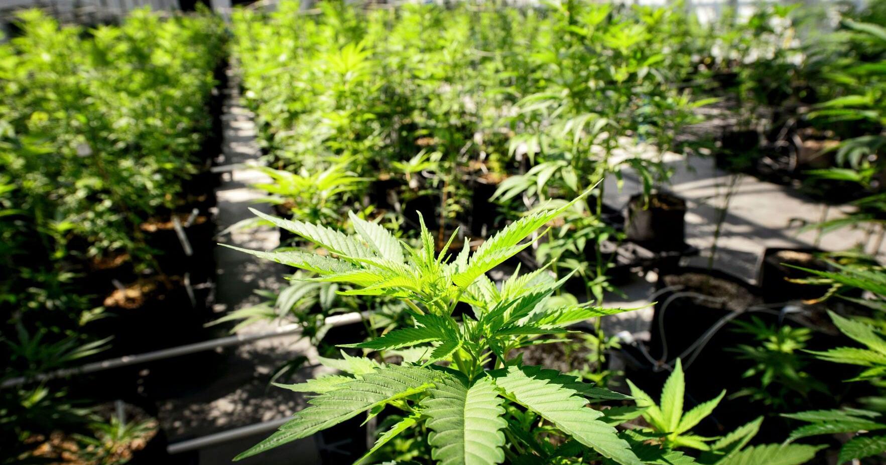 What to know as recreational marijuana becomes legal in Minnesota on Aug. 1 - Vimarsana News