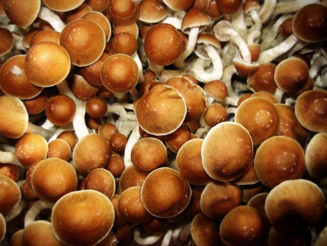 How psilocybin, the psychedelic in mushrooms, may rewire the brain to