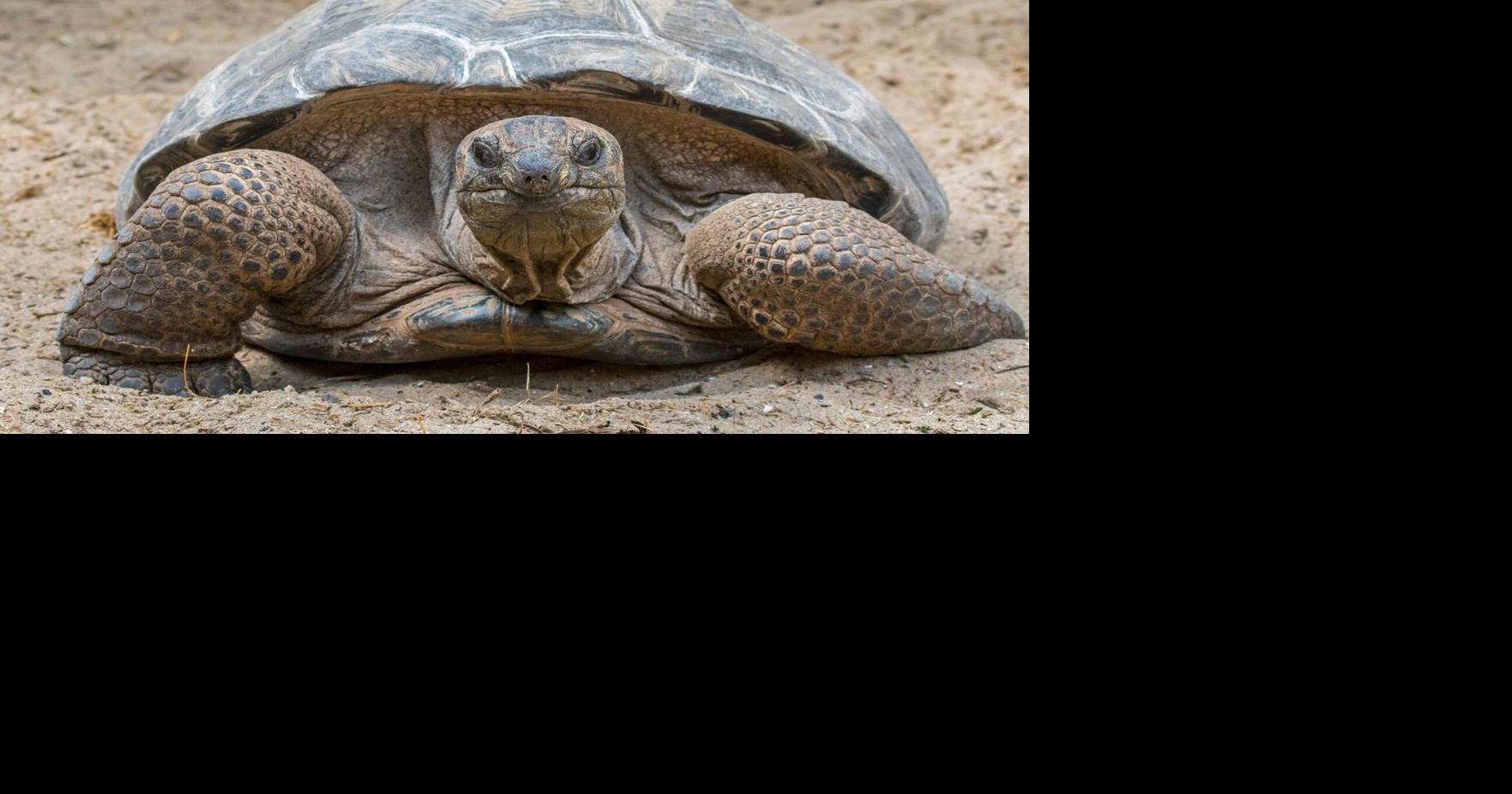 Once near extinction, these giant tortoises now outnumber people in the ...