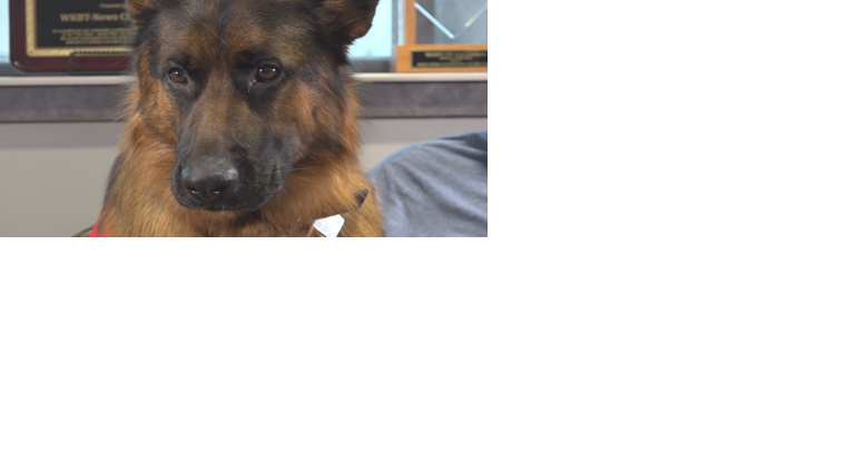 La Crosse County American Legions raising money to provide service dog for local veteran - Vimarsana News