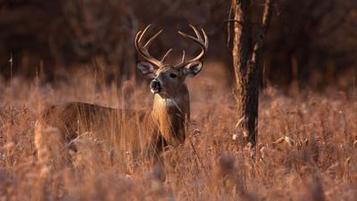 A buck stands alert in a field