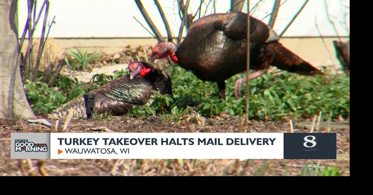 Turkey Takeover Halts Mail Delivery