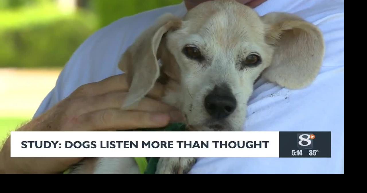 Study: Dogs Listen More Than Thought | News | news8000.com
