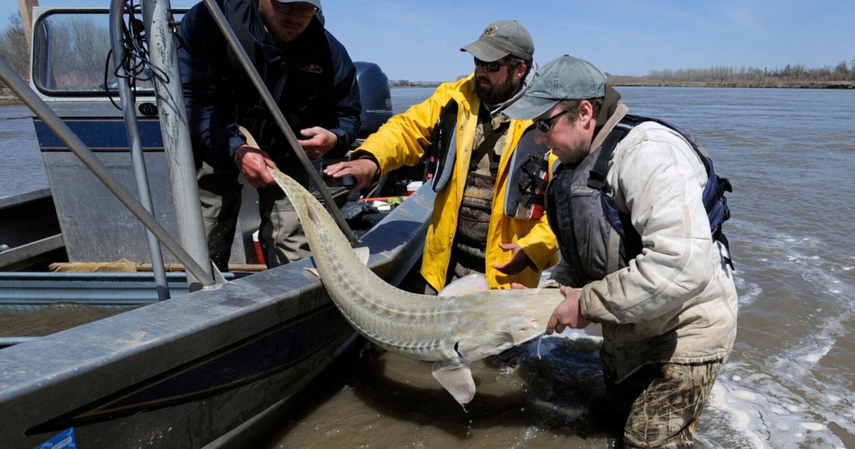 Prehistoric lake sturgeon is not endangered, US says despite calls from conservationists - Vimarsana News