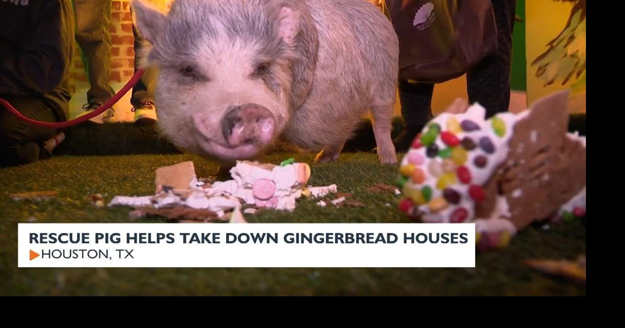Rescue pig helps take down gingerbread houses | News | news8000.com