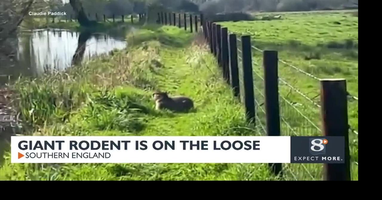 Giant rodent on the loose | News | news8000.com