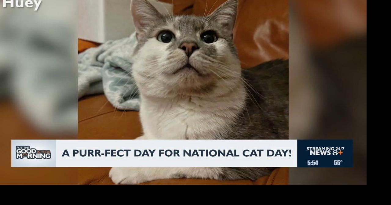 Happy national cat day! | News | news8000.com