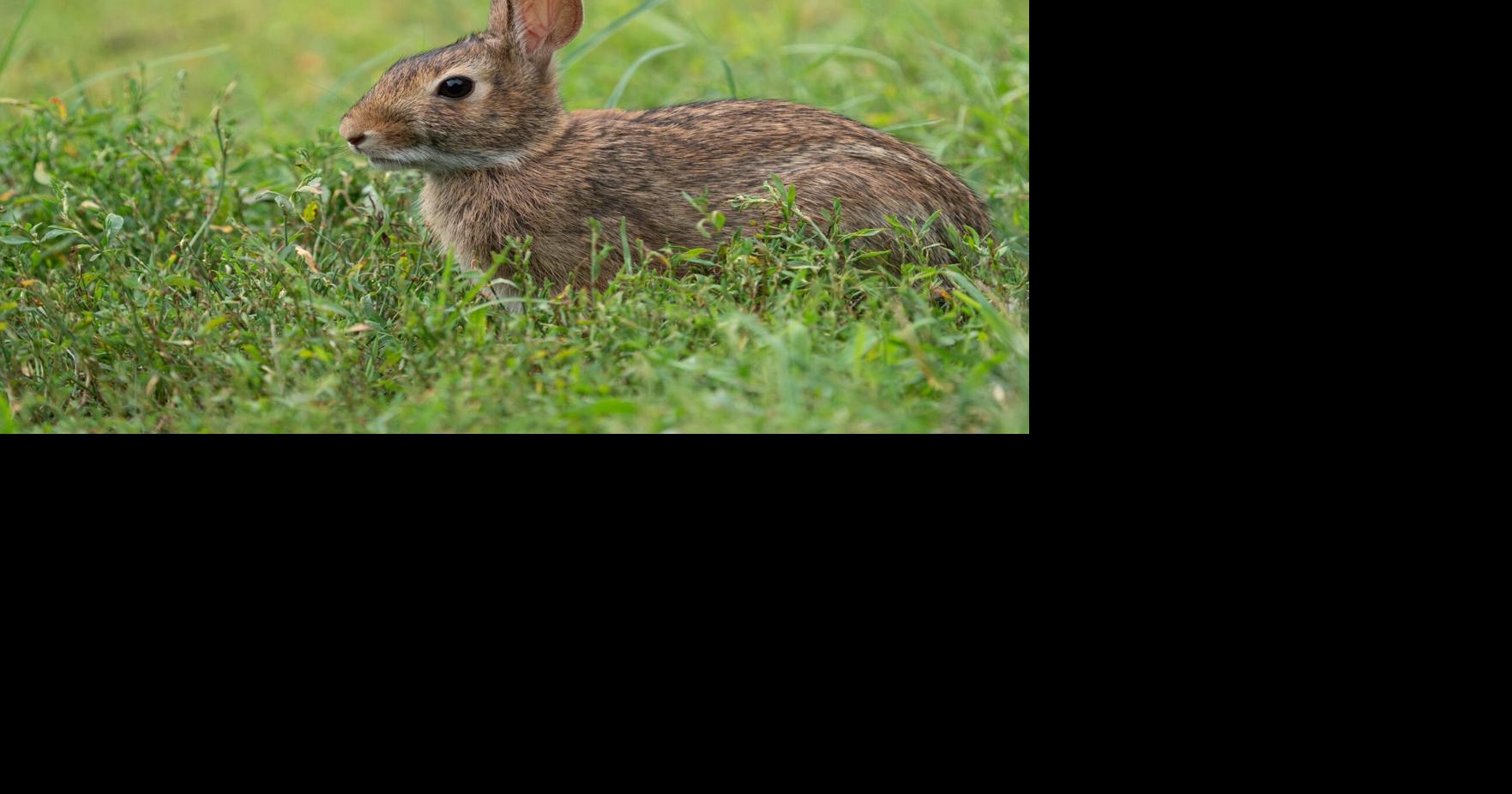 Three cases of rare tick-borne disease ‘rabbit fever’ suspected in New ...