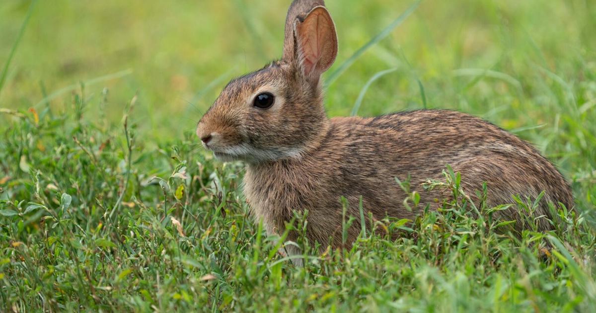 Three cases of rare tick-borne disease ‘rabbit fever’ suspected in New ...
