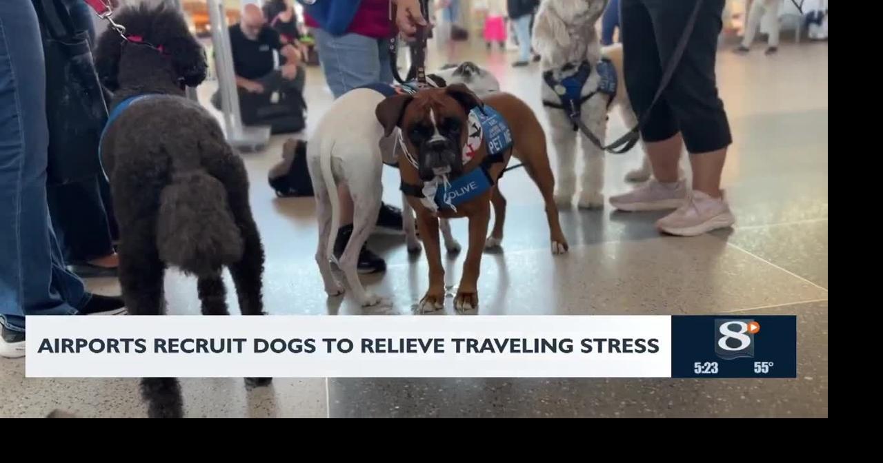 Airports Recruit Dogs to Relieve Traveling Stress | News | news8000.com