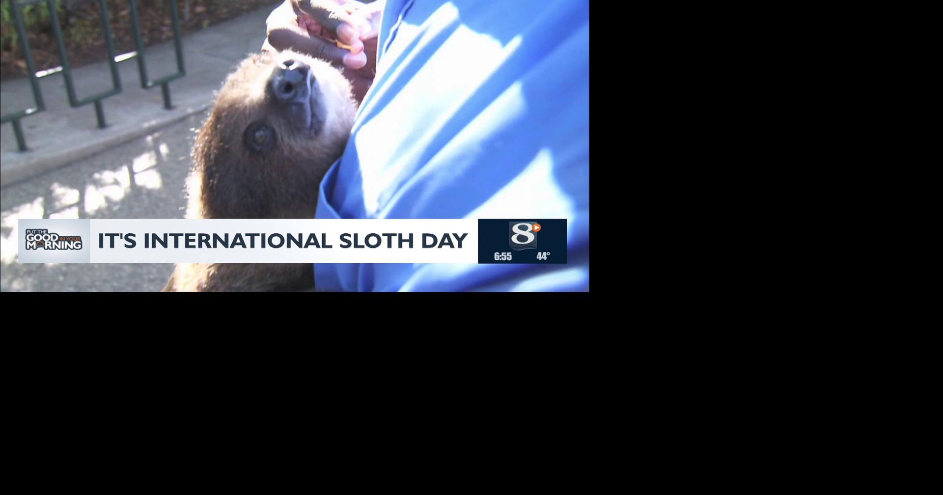 Celebrate International Sloth Day | Video | news8000.com