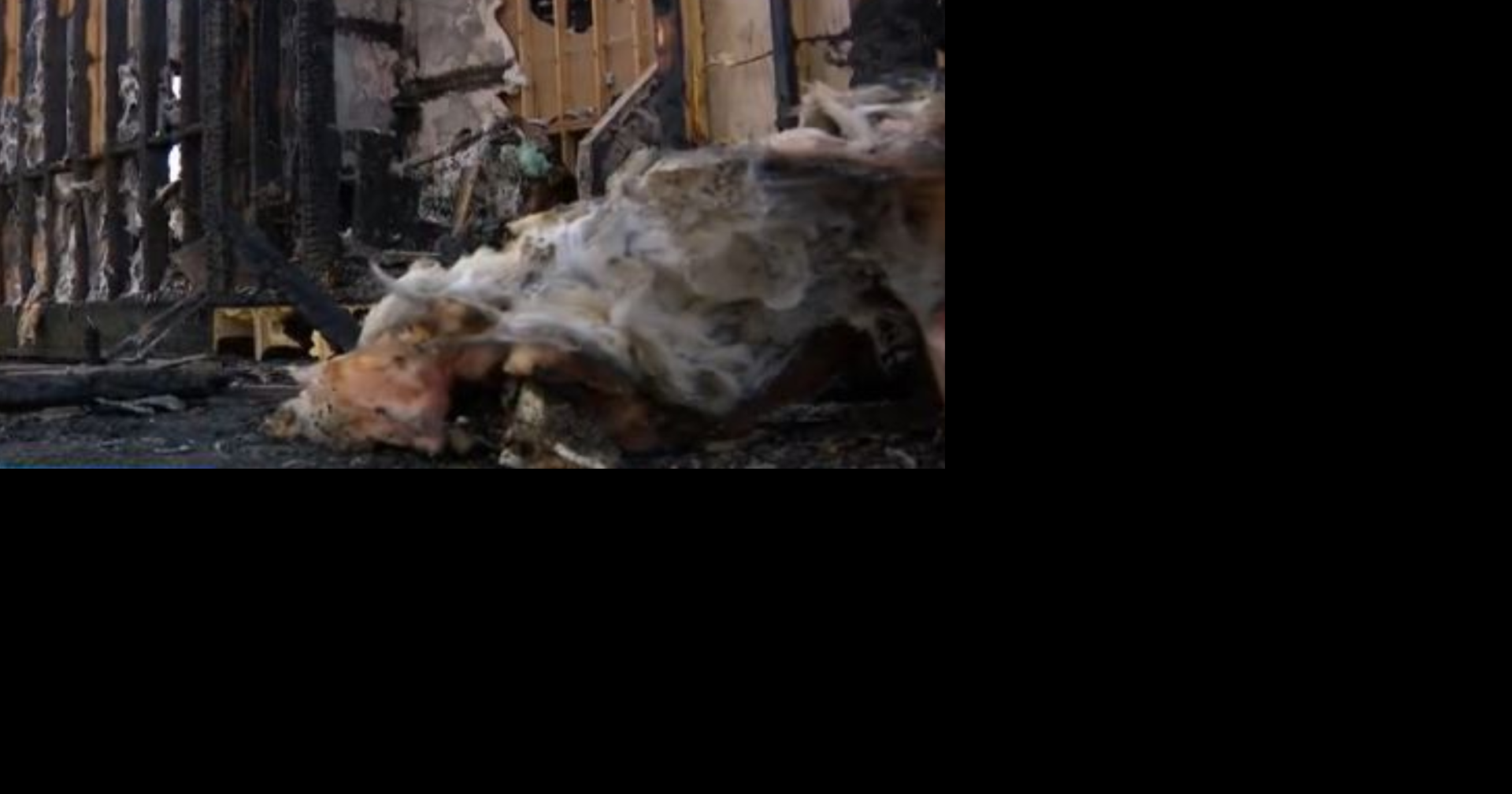 Community rallies for pet rescue after 23 cats killed in fire ...