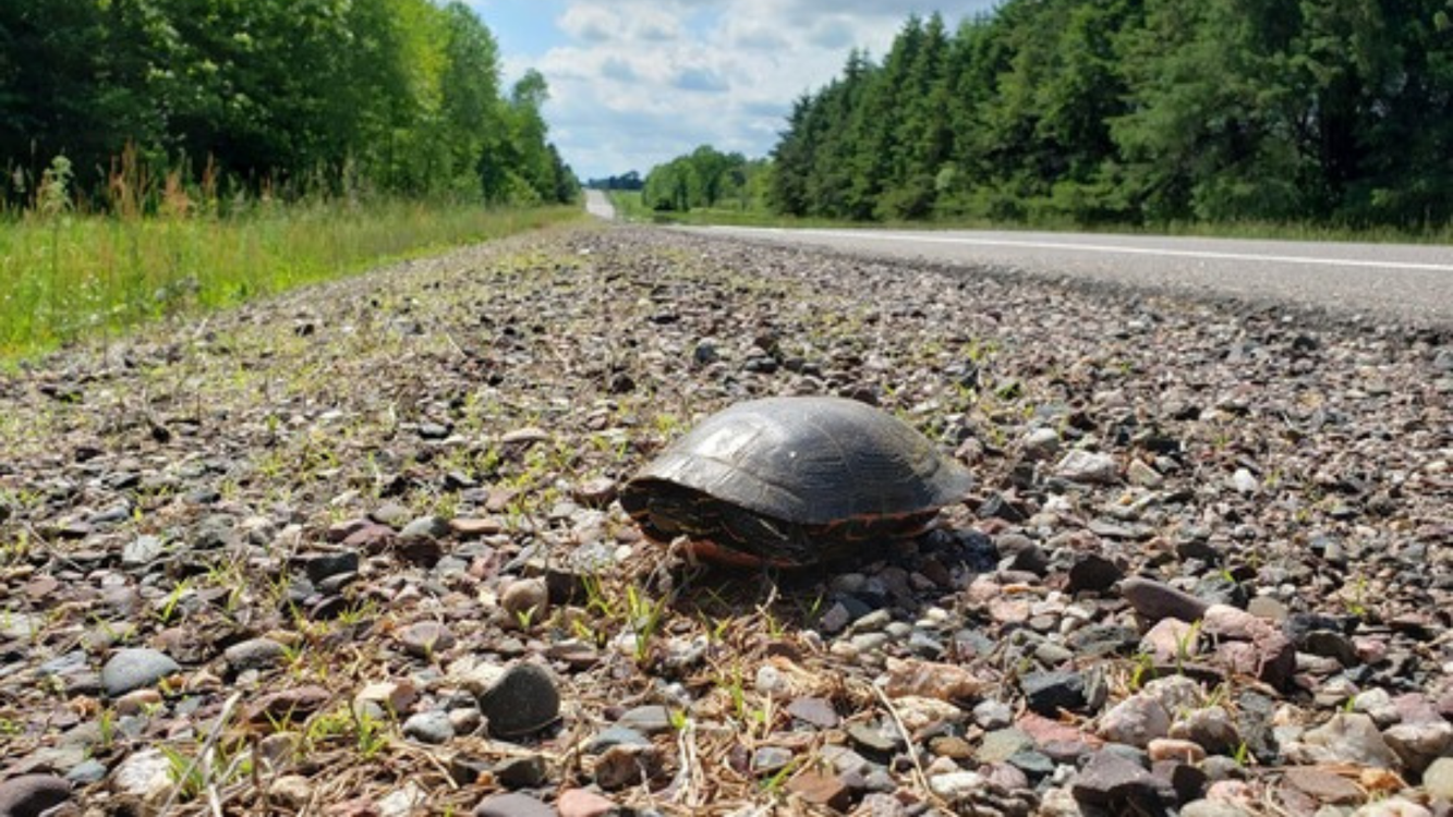 Wisconsin DNR urges drivers to protect turtles during nesting season ...