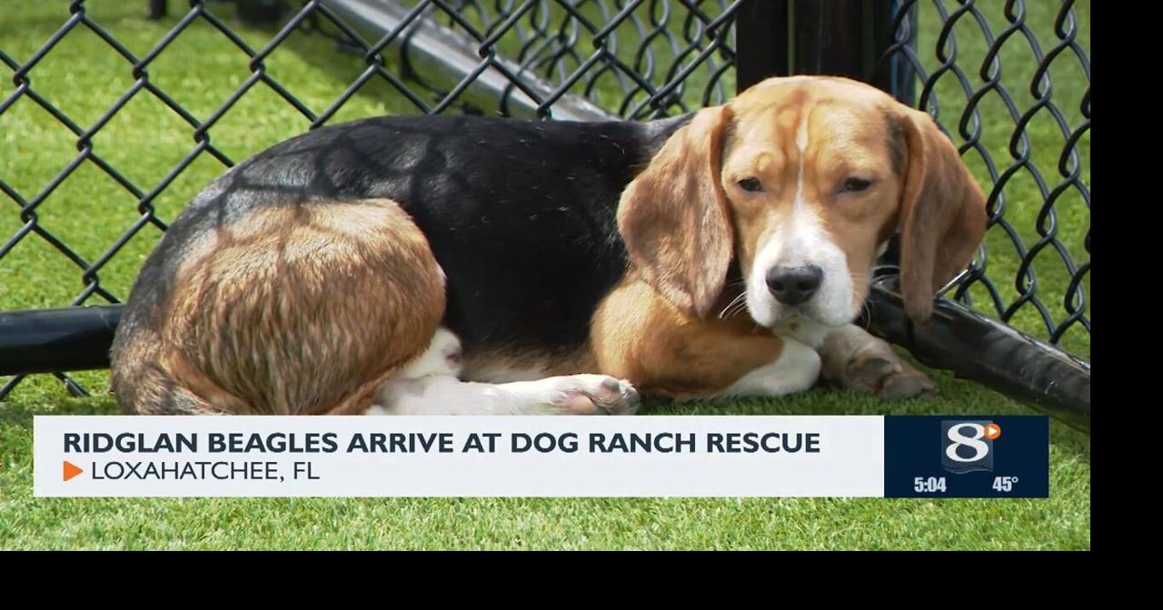 Ridglan Beagles Arrive At Dog Ranch Rescue | News | news8000.com