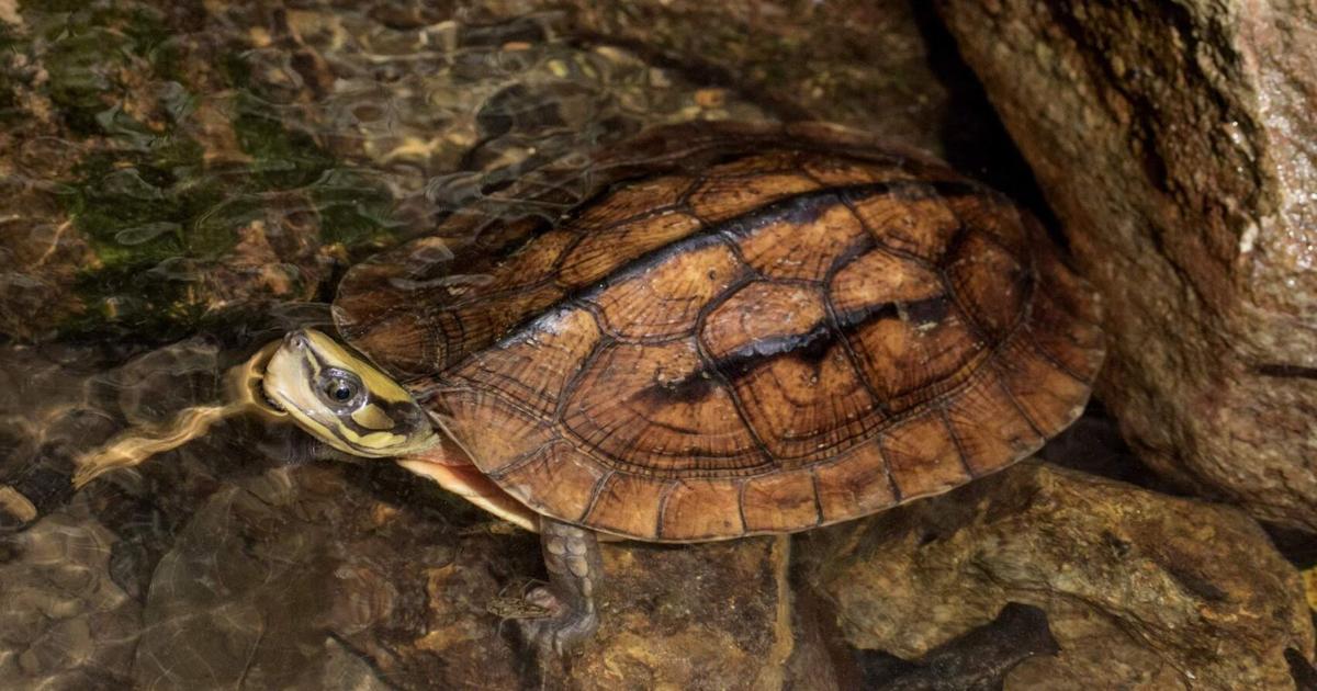 Take a good look at these strange-looking turtles. They could soon be ...
