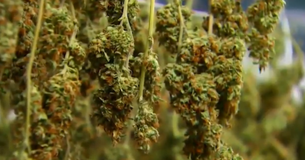 La Crosse County considers reducing marijuana possession fine to $1