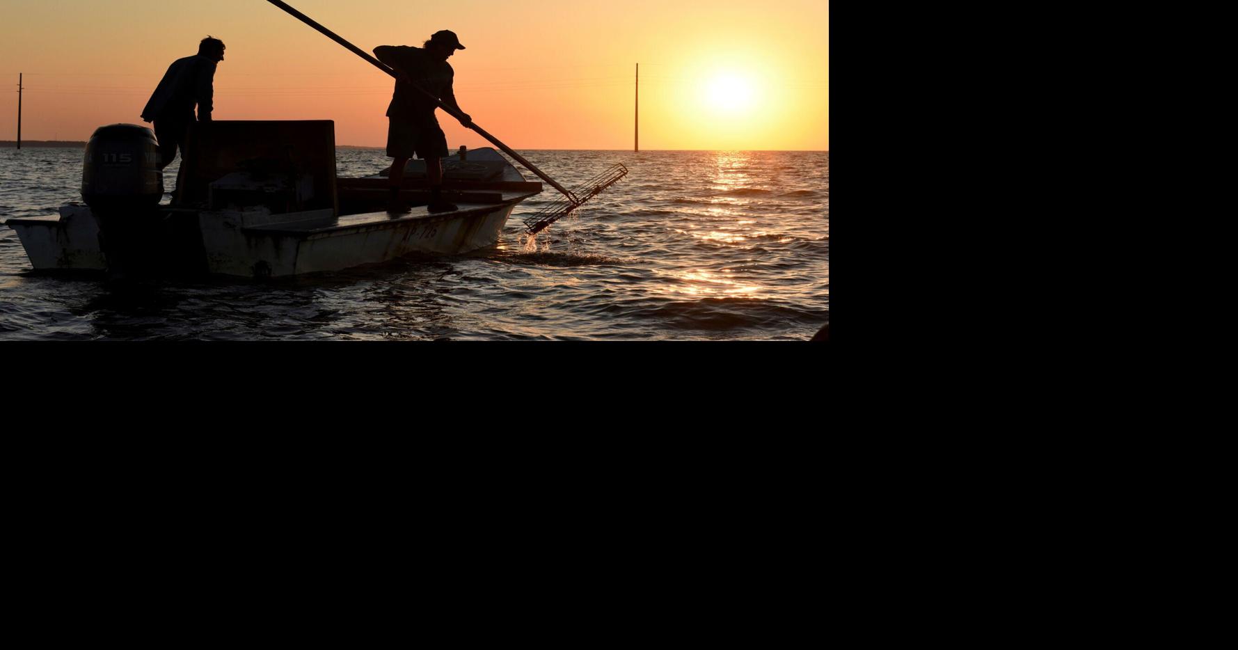 Florida to reopen bay nationally known for its oysters | Hot off the Wire podcast