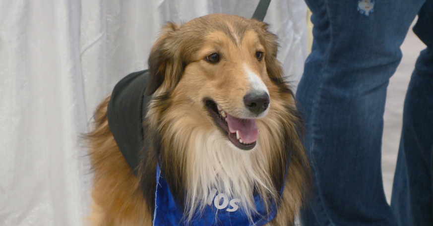 Alliance Of Wisconsin Animal Rehoming Efforts Holds Pet Expo LAX To ...