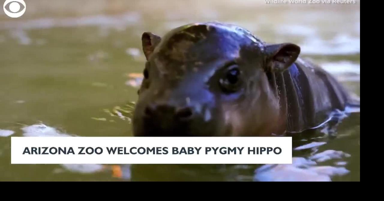 Arizona Zoo Welcomes Baby Pygmy Hippo