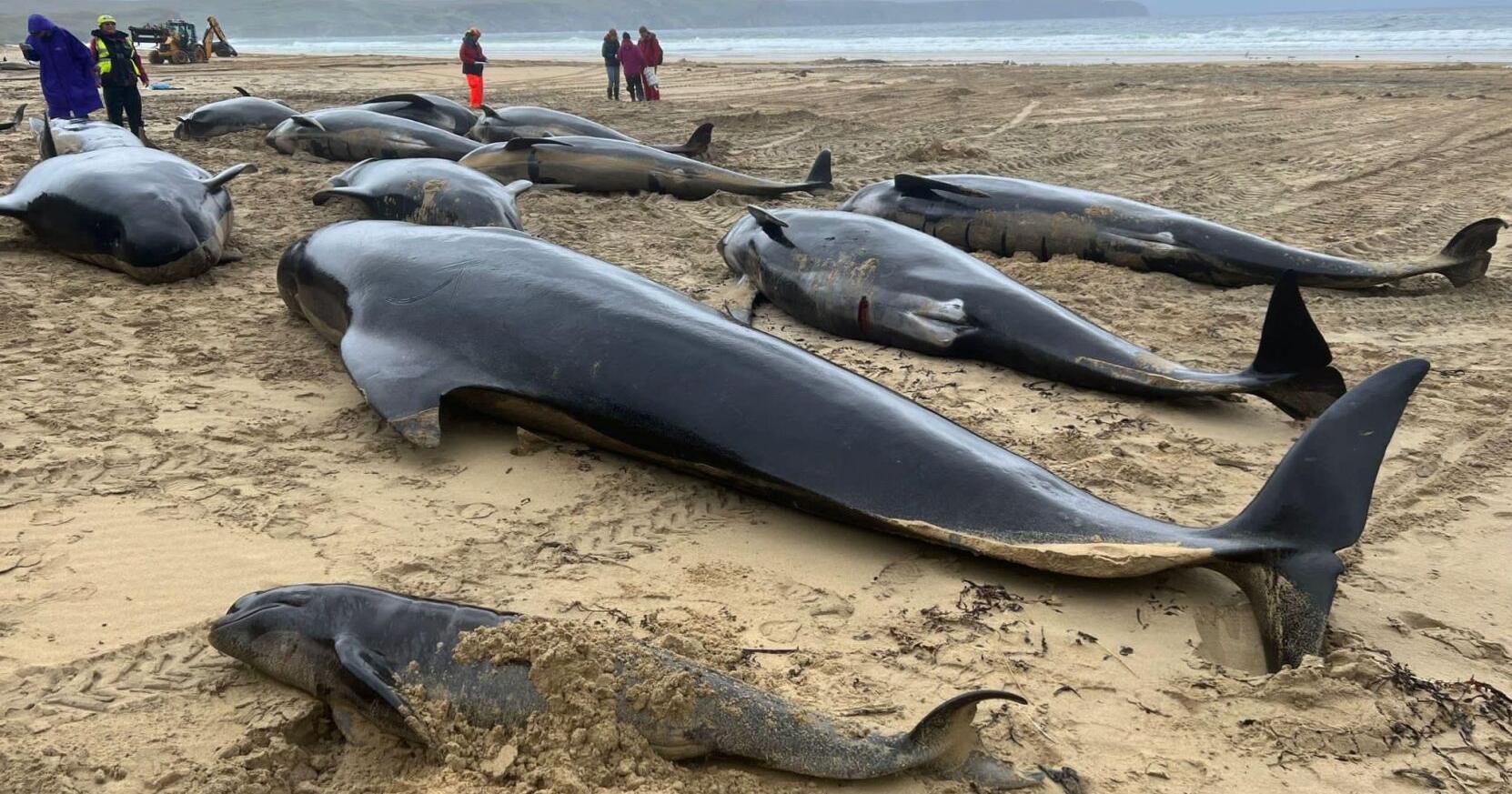 More than 50 pilot whales die after mass stranding on Scottish island - Vimarsana News