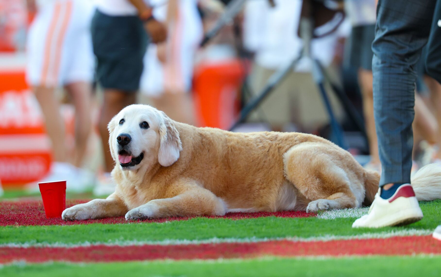 President Biden Honors Kirk Herbstreit’s Late, Football-loving Dog Ben ...