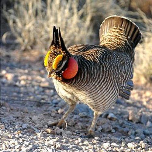 Trump administration aims to deny protection to more endangered animals | National & World News Trump administration aims to deny protection to more endangered animals | National & World News