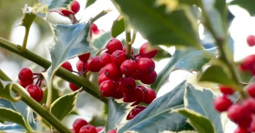 Everything you need to know about Christmas, and how it evolved into a global holiday