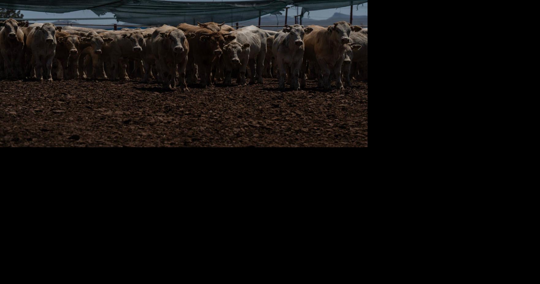 'It's a relief': How 100% inspections regulate Mexican cattle exports to US Jeff Abbott El Paso Times Aug 30, 2026 1 min ago