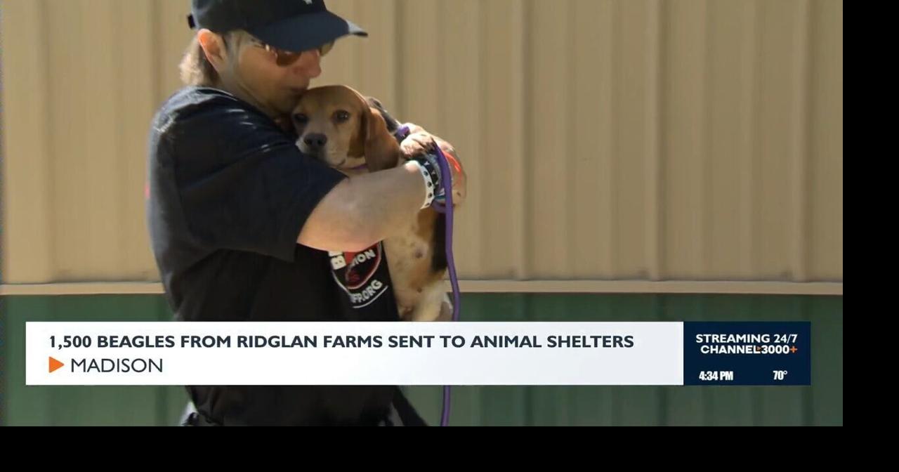 Final group of Ridglan Farms beagles leave embattled facility Kyle Jones & Tanaisa Shaw May 14, 2026 May 14, 2026 Updated 1 min ago