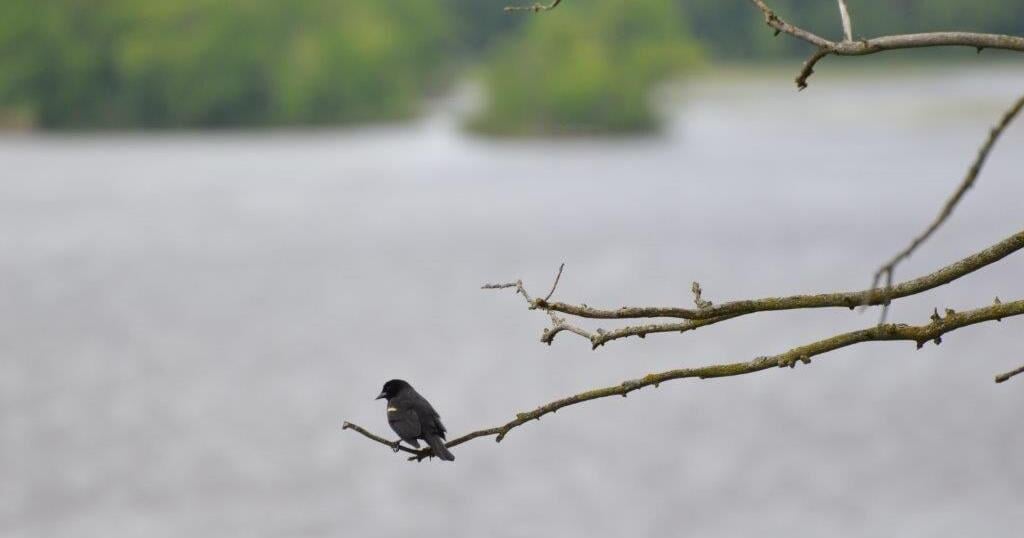 Something is swooping in Wisconsin: Village issues warning about aggressive ‘divebombing’ bird