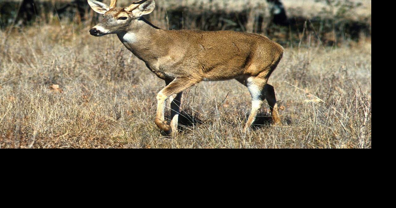DNR shares basic hunting safety tips as gun deer season kicks off ...