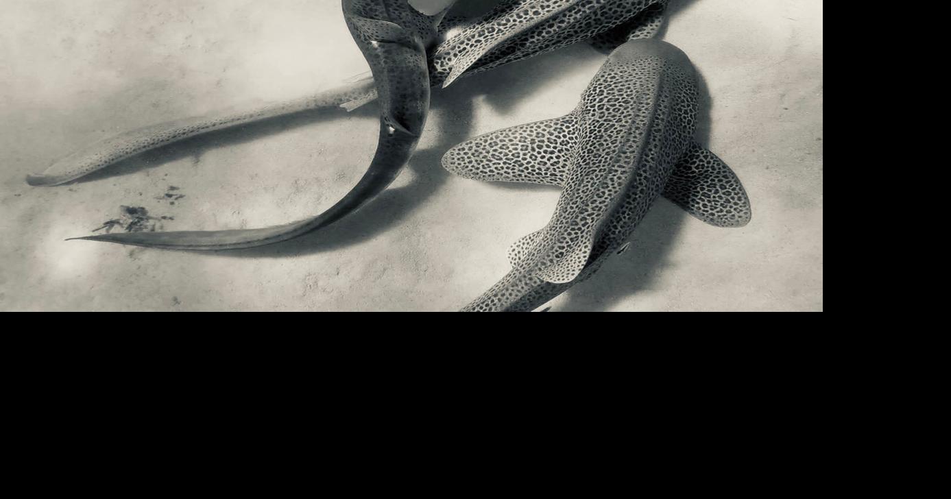 First ever recording of leopard sharks mating in the wild reveals ‘threesome’