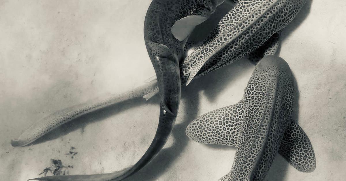 First ever recording of leopard sharks mating in the wild reveals ‘threesome’