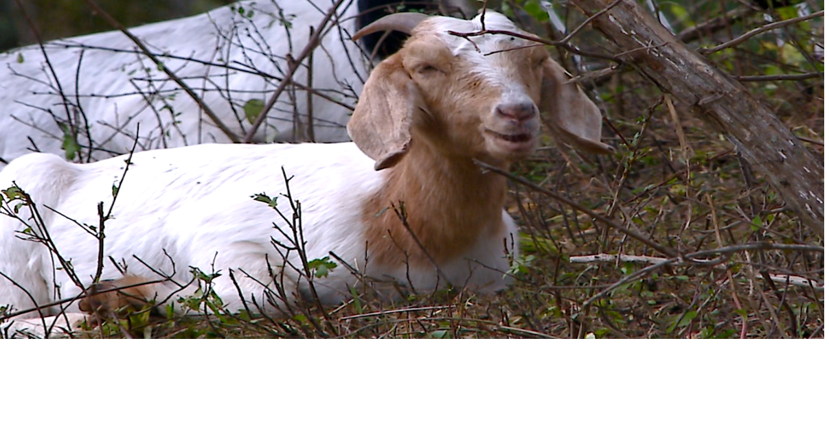 Goats help clear invasive species at ORA Trials | Environment ...