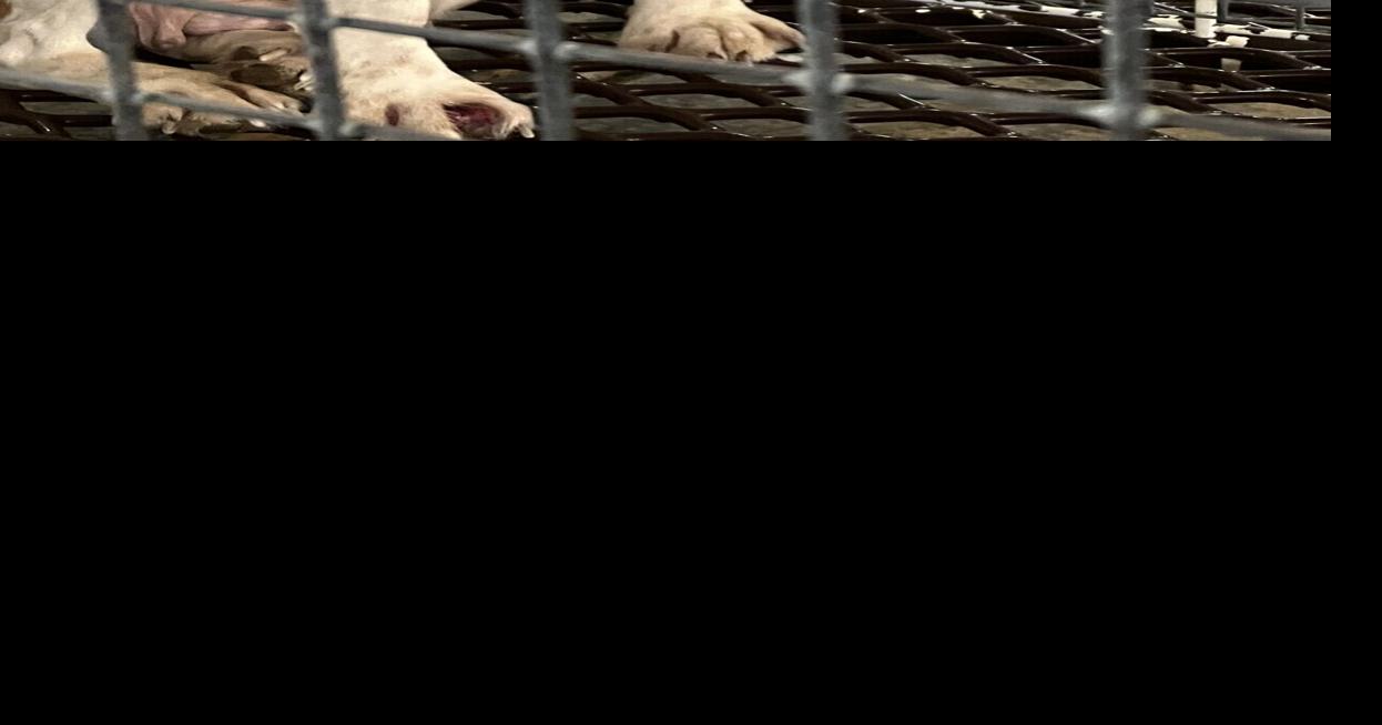 Wisconsin lawmakers work to ensure pets at animal testing facilities ...