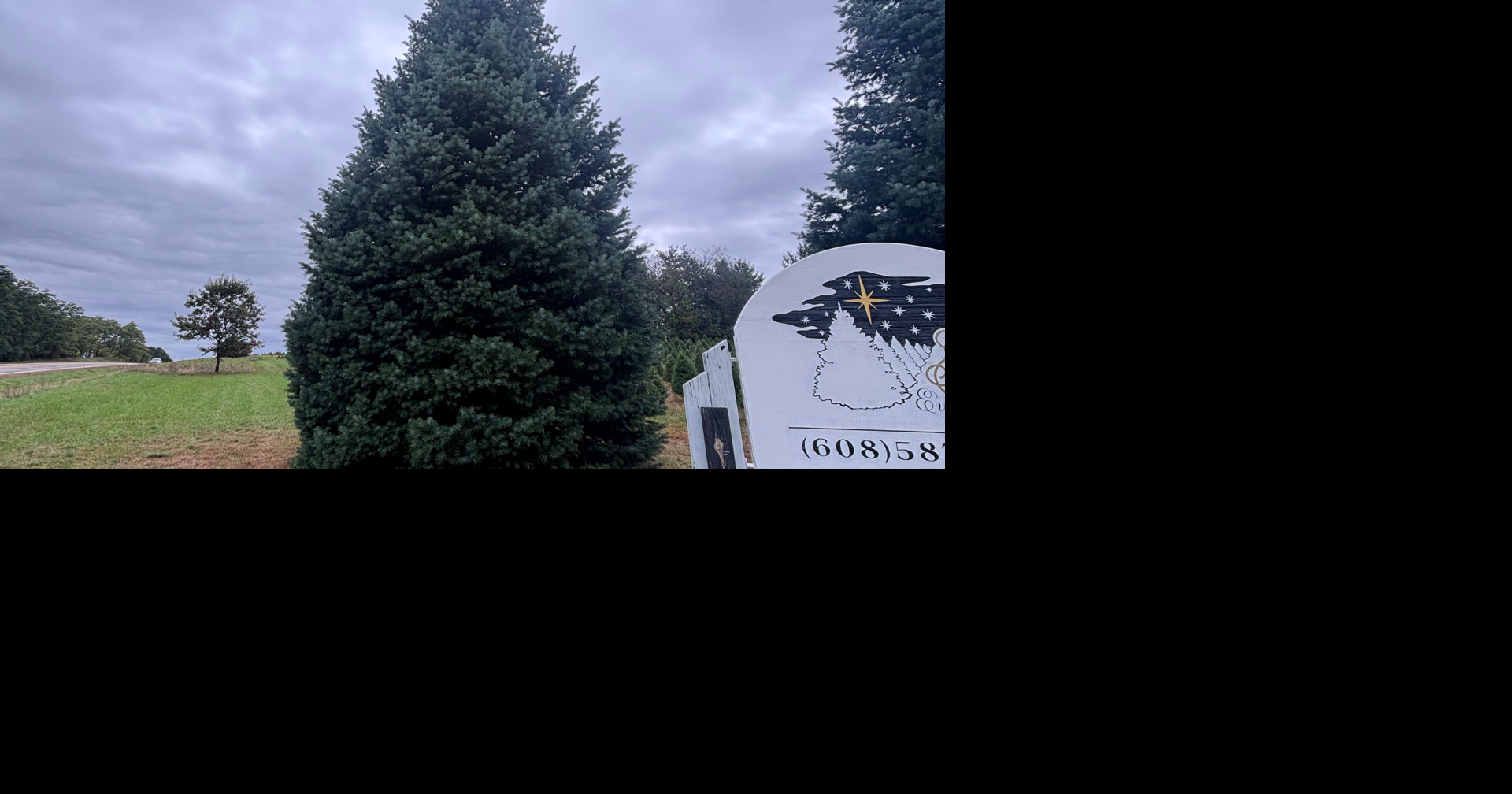 White House Christmas tree coming from Wisconsin | Wisconsin News ...
