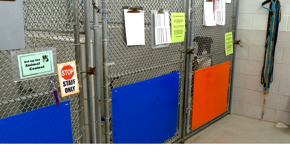 As La Crosse area shelters fill up, how you can keep your pet safe