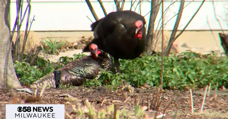 Residents say postal workers won't deliver mail on their street due to turkey takeover
