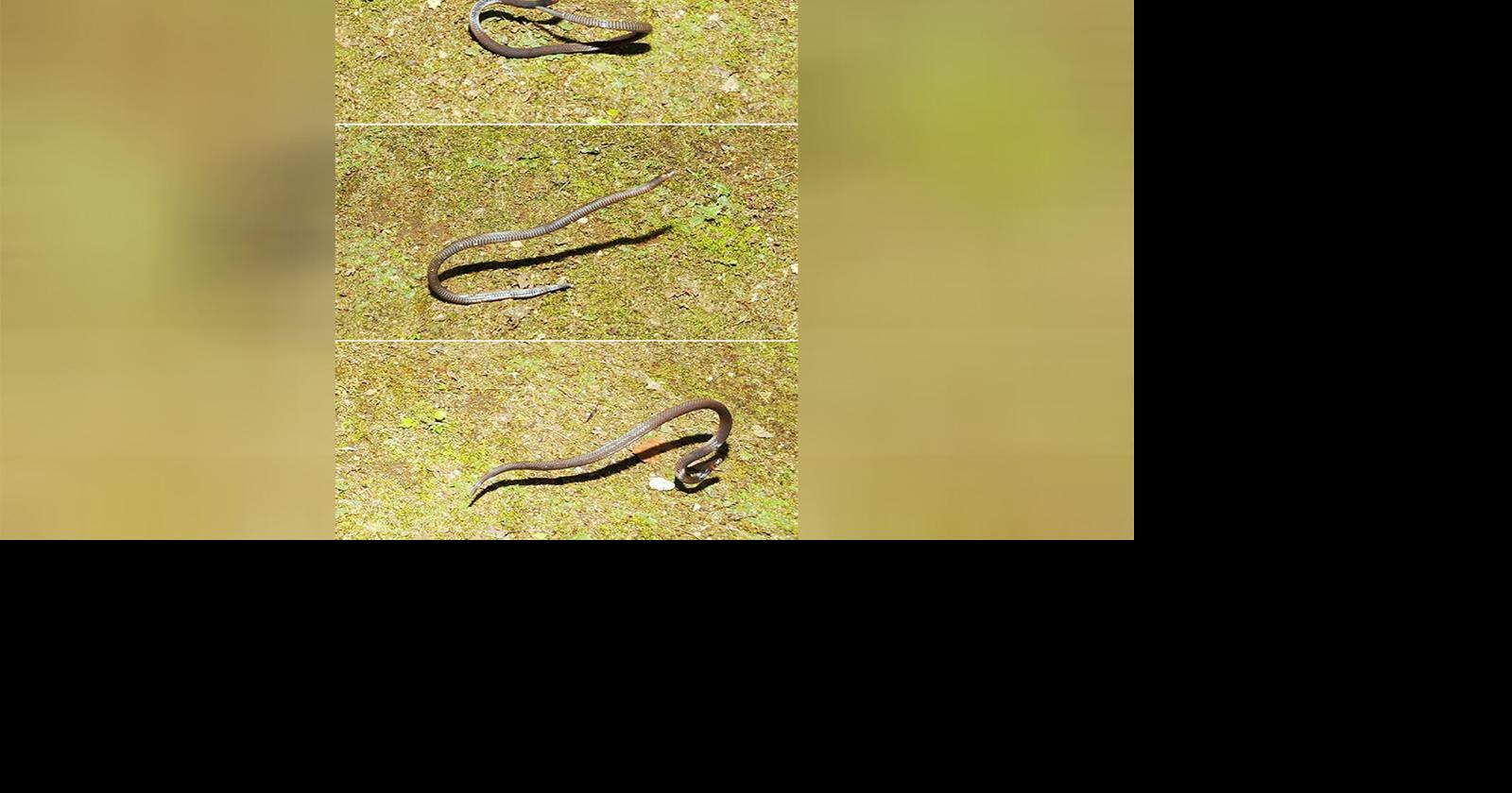 Meet the cosmic rock stars headed for the moon