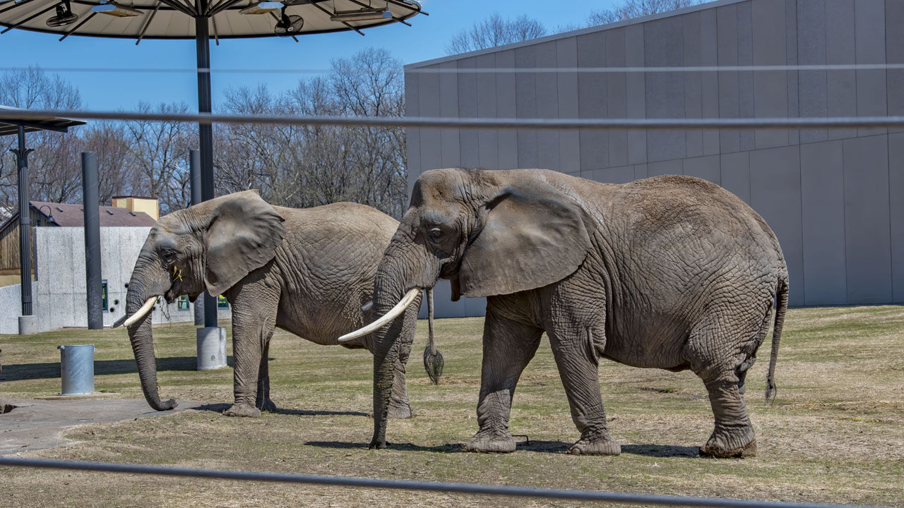 Milwaukee County Zoo Opens Revamped Elephant Exhibit | Features ...