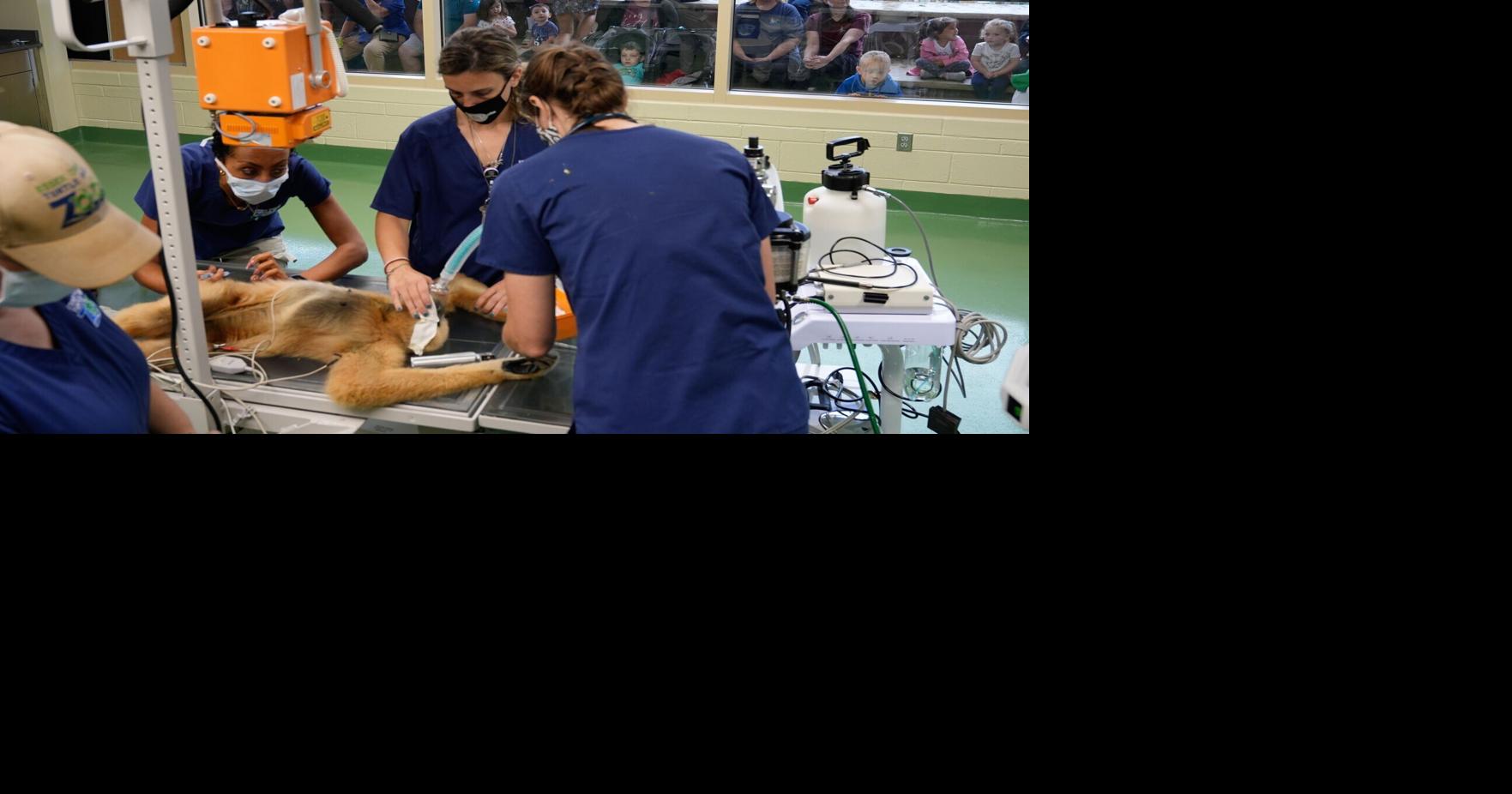 Visitors to New Jersey zoo get to watch veterinarians treat the animals