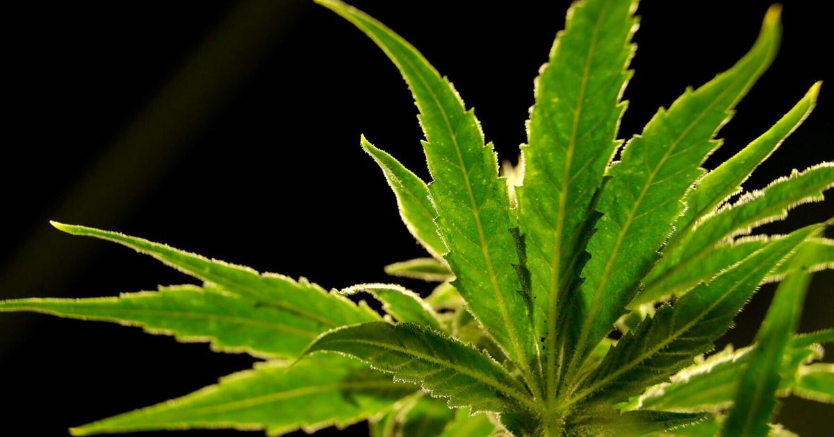 Wisconsin Republicans propose medical marijuana legalization bill