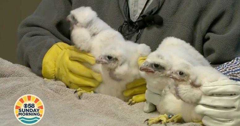 'It's always amazing': How Wisconsin's peregrine falcon programs help ...