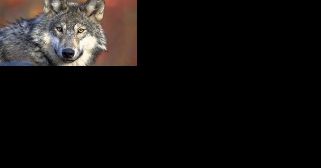 Wisconsin judge dismisses lawsuit challenging state's new wolf management plan - Vimarsana News