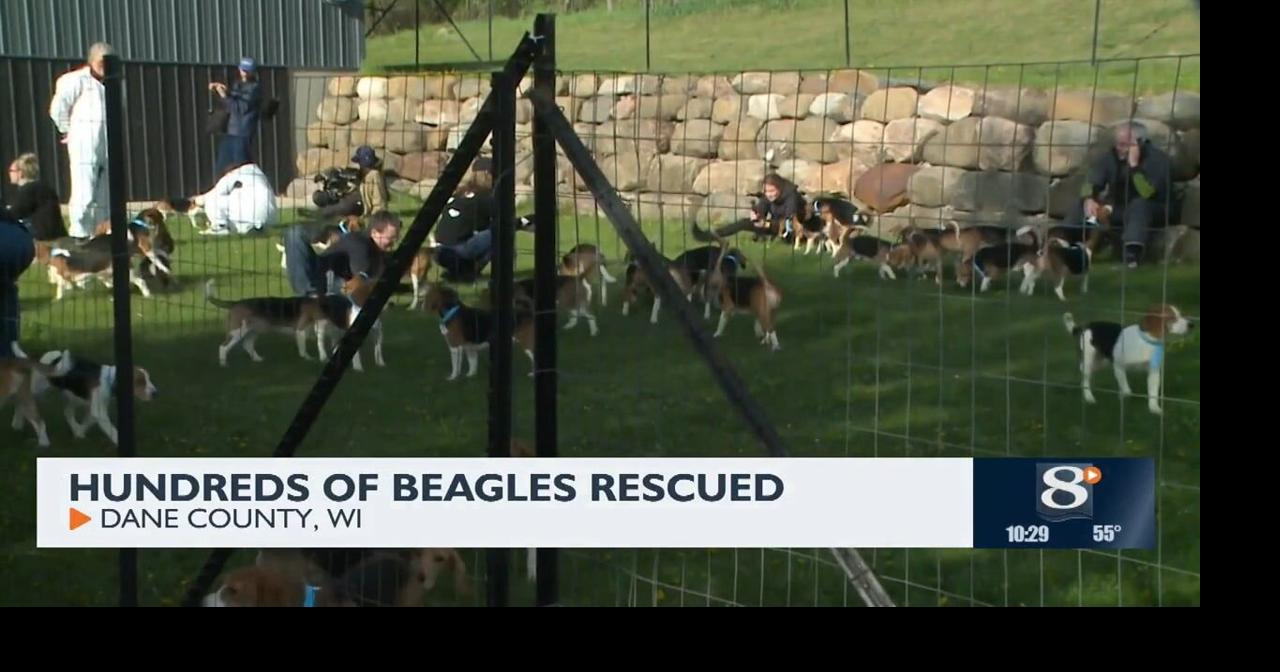 Hundreds of beagles rescued | News | news8000.com