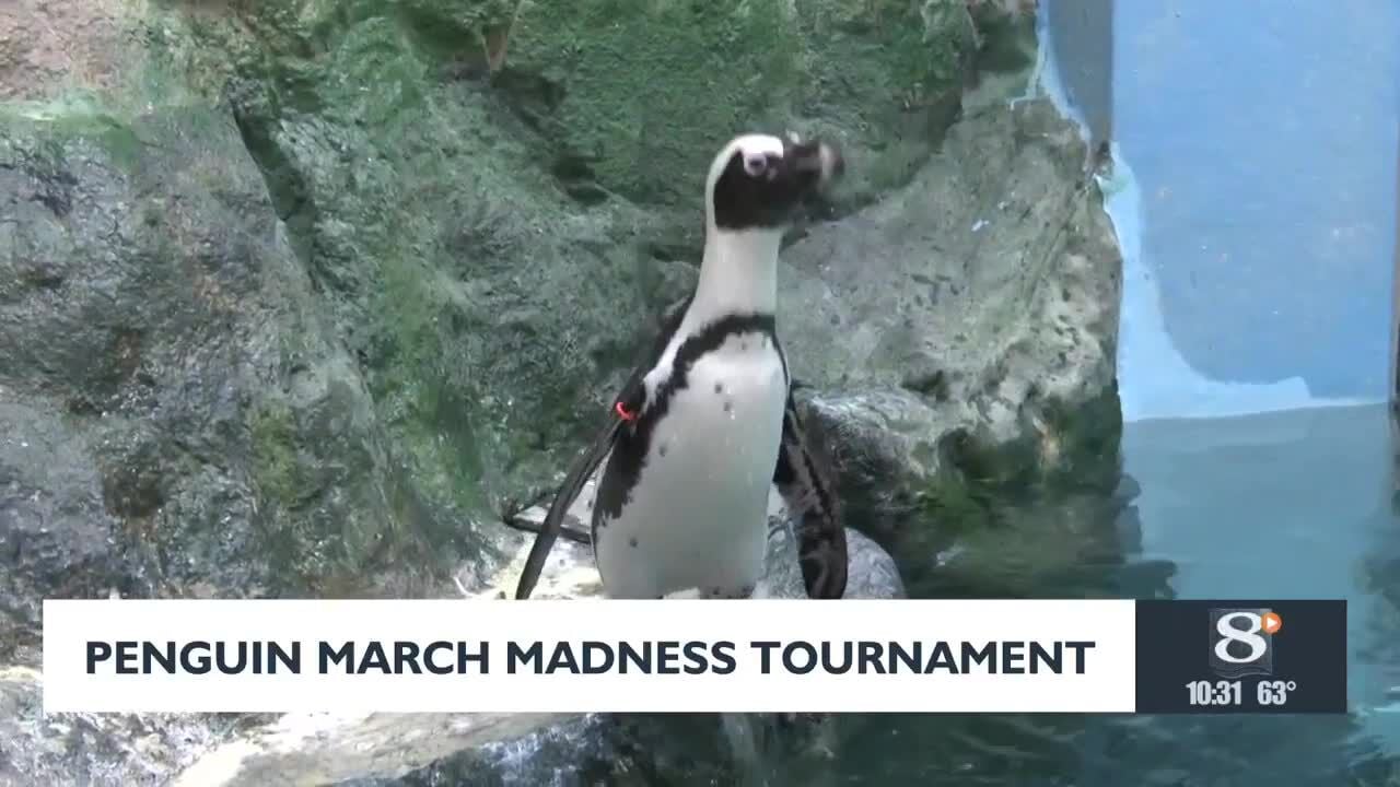 Penguin March Madness tournament | Entertainment | news8000.com